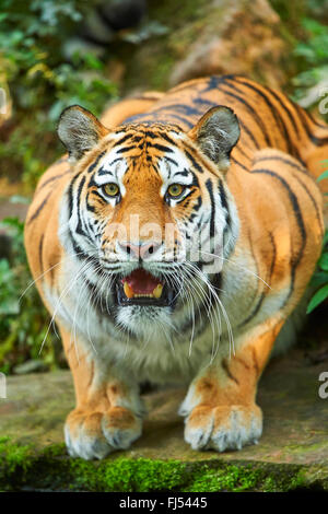 Tigre Siberiana, Amurian tiger (Panthera tigris altaica), giacente, ritratto Foto Stock