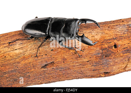 Giant Stag Beetle (Dorcus titanus), su un ramo, cut-out Foto Stock