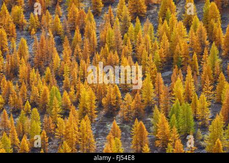 Larice comune, EUROPEE Larice (Larix decidua, Larix europaea), bosco di larici in autunno, Svizzera Vallese Foto Stock