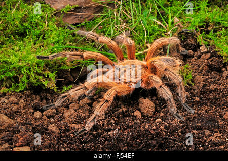 Rame cilene Tarantula (Paraphysa scrofa), maschio Foto Stock