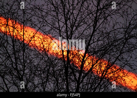 Sentiero di vapore dietro rami di betulla nella luce della sera, Germania Foto Stock