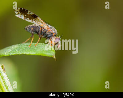 Tephritid fly (Tephritis neesii), maschio su Margherita occhio di bue (Leucanthemum vulgare), Germania Foto Stock