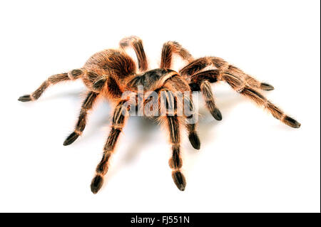 Rosa cilena tarantula (Grammostola rosea, Grammostola spatulata, Grammostola cala), cut-out, Cile Foto Stock