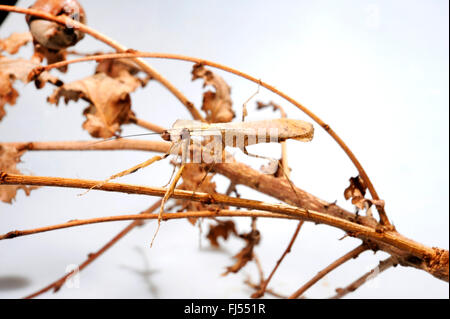 Giant foglia morta Mantis, malese foglia morta Mantis (Deroplatys desiccata), maschio su un ramoscello Foto Stock