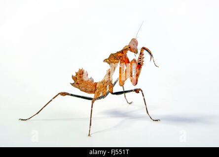 Giant foglia morta Mantis, malese foglia morta Mantis (Deroplatys desiccata), cut-out Foto Stock