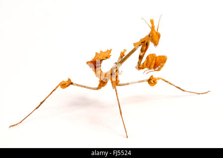 Girovagando violino mantis, Indian Rose mantis (Gongylus gongylodes), cut-out Foto Stock