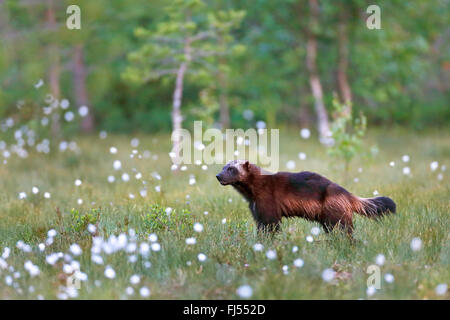 Wolverine (Gulo gulo), in piedi sul cotone-erba, vista laterale, Finlandia, Vartius Foto Stock