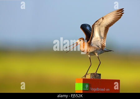Nero-tailed godwit (Limosa limosa), lo sbarco su un post di scherma, vista laterale, Paesi Bassi, Frisia Foto Stock