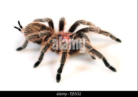 Comune di capelli rosa Tarantola (Grammostola porteri), cut-out, Cile Foto Stock