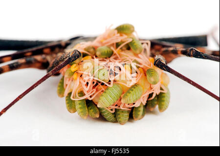 Whipscorpion, Tailless whipscorpion, Tailless frusta scorpion (Damon diadema), con larve sul suo retro Foto Stock