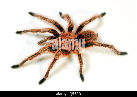 Rosa cilena tarantula (Grammostola rosea, Grammostola spatulata, Grammostola cala), cut-out, Cile Foto Stock