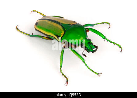 Rose beetle; rose (chafer Eudicella aurata, Cyprolais aurata), cut-out, Camerun Foto Stock