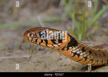 Biscia dal collare (Natrix natrix), il ritratto di una biscia con macchie di colore arancione in corrispondenza del collare, Romania, Dobrudscha, Biosphaerenreservat Donaudelta Foto Stock