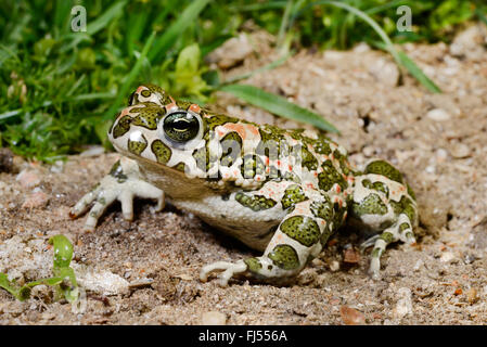 Orientale il rospo verde, variegato orientale toad (Bufo viridis coenobita, Bufo coenobita, Bufotes viridis, Bufotes coenobita ), migrazione di anfibio, Romania, Dobrudscha, Biosphaerenreservat Donaudelta Foto Stock