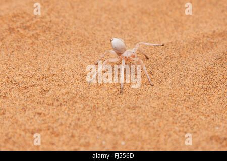 White Lady (Leucorchestris arenicola), Dancing White Lady Spider nella sabbia, Namibia, Dorob National Park, Swakopmund Foto Stock