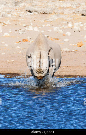 Rinoceronte nero, agganciato a labbro rinoceronte, sfoglia rinoceronte (Diceros simum), camminare velocemente in acqua poco profonda di un foro per l'acqua, la Namibia, il Parco Nazionale di Etosha, Naumutoni Foto Stock