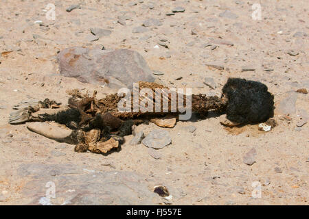 South African pelliccia sigillo, Capo pelliccia sigillo (Arctocephalus pusillus pusillus, Arctocephalus pusillus), guarnizione scheletrato pup giacente nella sabbia, Namibia, Cape Cross riserva di tenuta, Cape Cross riserva di tenuta Foto Stock