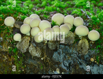 Il moncone puffball (Lycoperdon pyriforme, Morganella pyriformis), sul legno morto, in Germania, in Baviera, Alta Baviera, Baviera superiore Foto Stock