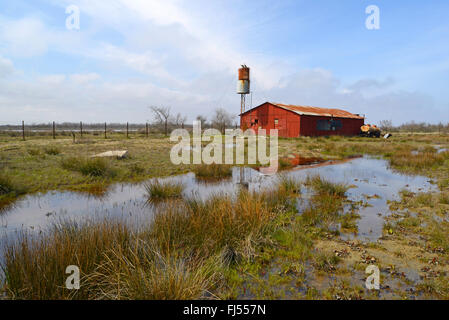 Cicogna bianca (Ciconia ciconia), Stork nido su una vecchia torre di acqua al delta del Danubio, Romania, Dobrudscha, Gheorgh SfÔntu Foto Stock