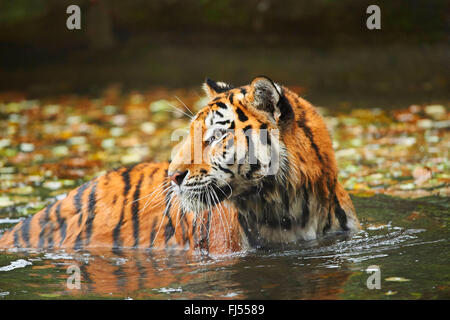 Tigre Siberiana, Amurian tiger (Panthera tigris altaica), tigre di balneazione in uno stagno in autunno Foto Stock
