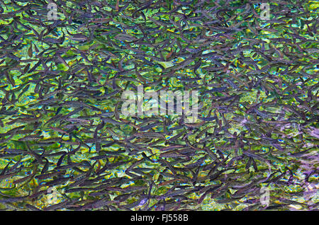 La trota fario trota di fiume, trota di fiume (Salmo trutta fario), allevamento di trote, laghetto con pesci, secca di trote, Germania Foto Stock