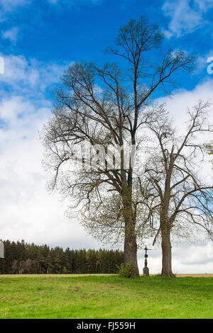 Lonely gruppo di alberi sulle montagne di Krkonose Foto Stock