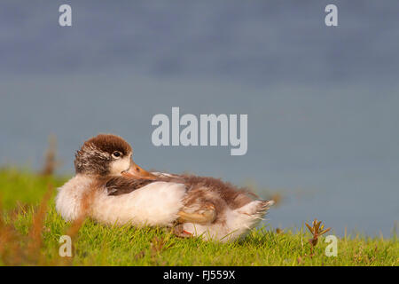 Shelduck comune (Tadorna tadorna), giovane uccello, il riposo e il sonno, Germania, Schleswig-Holstein Foto Stock