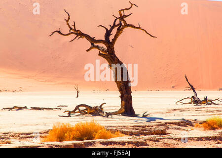 Dead Vlei clay pan e morti camel thorn tree nella parte anteriore di una duna, Namibia, Sesriem Foto Stock