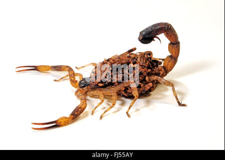 Scorpione in marmo, poco Scorpione in marmo, poco corteccia in marmo Scorpion (Lychas marmoreus), Scorpion con prole sulla sua schiena Foto Stock