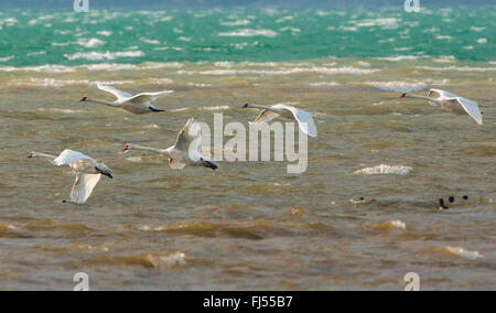 Cigno (Cygnus olor), cinque cigni e determinati contro la tempesta, in Germania, in Baviera, il Lago Chiemsee Foto Stock