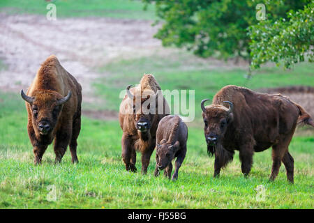 Il bisonte europeo, wisent (Bison bonasus), gruppo con un vitello in un prato, Germania, Meclemburgo-Pomerania, Damerower Werder Foto Stock