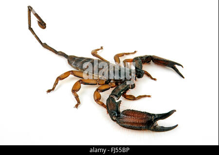 South African rock scorpion (Hadogenes troglodytes), cut-out Foto Stock