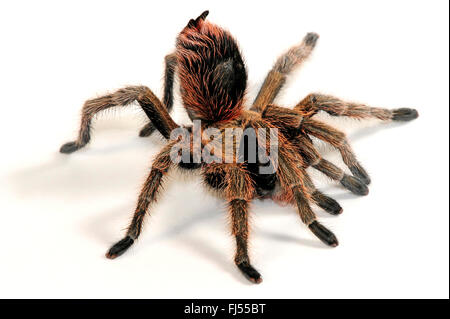 Il Cile oro Burst (Euathlus parvulus, Paraphysa parvula), in difesa passiva di postura, Cile Foto Stock