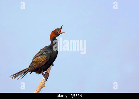 Cormorano pigmeo (Phalacrocorax pygmeus), seduto su un albero con aperto bill, Grecia, Kerkinisee Foto Stock