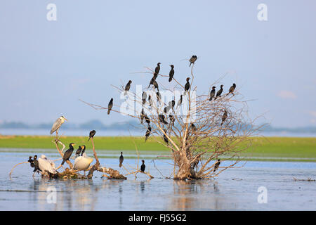 Cormorano pigmeo (Phalacrocorax pygmeus), truppa seduto su un morto t ree , Grecia, Kerkinisee Foto Stock