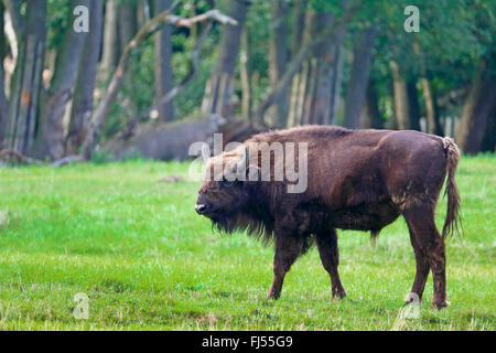 Il bisonte europeo, wisent (Bison bonasus), toro giovane in piedi in un prato, vista laterale, Germania, Meclemburgo-Pomerania, Damerower Werder Foto Stock