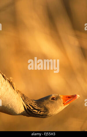 Graylag goose (Anser anser), ritratto con testa abbattuto, Germania, Sassonia Foto Stock