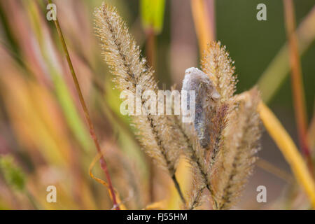 Il bevitore (Philudoria potatoria, Euthrix potatoria), cocoon a un orecchio di erba, in Germania, in Baviera, Niederbayern, Bassa Baviera Foto Stock