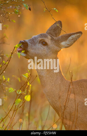 Il capriolo (Capreolus capreolus), alimentando doe, ritratto, Germania, il Land Brandeburgo Foto Stock