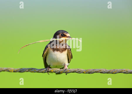 Barn swallow (Hirundo rustica), seduta su una corda con un culm in bolletta, Paesi Bassi, Frisia Foto Stock