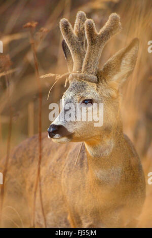 Il capriolo (Capreolus capreolus), buck, corna di velluto, in Germania, il Land Brandeburgo Foto Stock