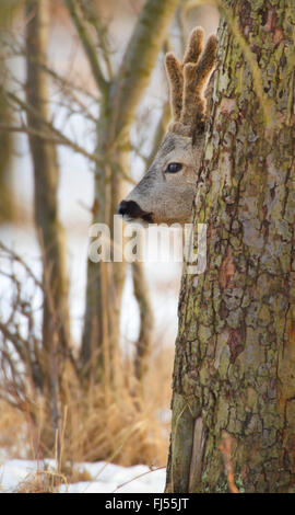 Il capriolo (Capreolus capreolus), buck coetanei dietro un tronco di albero, Germania, il Land Brandeburgo Foto Stock