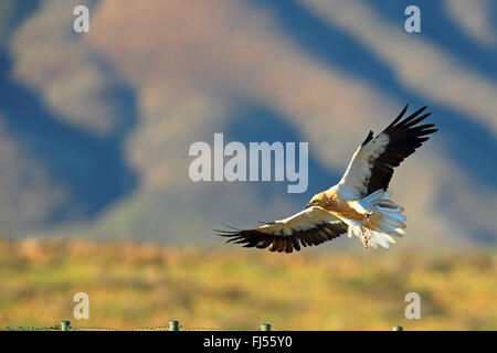 Avvoltoio capovaccaio (Neophron percnopterus), volare, Isole Canarie Fuerteventura Foto Stock
