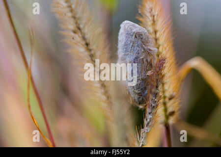Il bevitore (Philudoria potatoria, Euthrix potatoria), cocoon a un orecchio di erba, in Germania, in Baviera, Niederbayern, Bassa Baviera Foto Stock