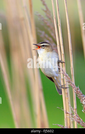 Sedge trillo (Acrocephalus schoenobaenus), maschio a cantare in reed, Paesi Bassi, Frisia Foto Stock