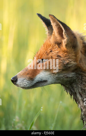 Red Fox (Vulpes vulpes vulpes), ritratto, Germania, il Land Brandeburgo Foto Stock