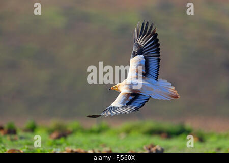 Avvoltoio capovaccaio (Neophron percnopterus), lo sbarco, Isole Canarie Fuerteventura Foto Stock