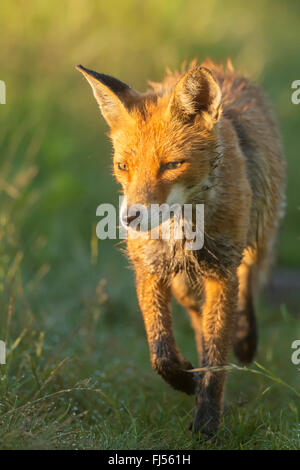 Red Fox (Vulpes vulpes vulpes), a piedi, in Germania, il Land Brandeburgo Foto Stock