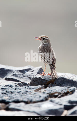 Berthelot's Pipit (Anthus berthelotii berthelotii), Fuertaventura, Isole Canarie, Spagna Foto Stock