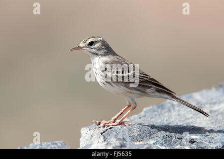 Berthelot's Pipit (Anthus berthelotii berthelotii), Fuertaventura, Isole Canarie, Spagna Foto Stock